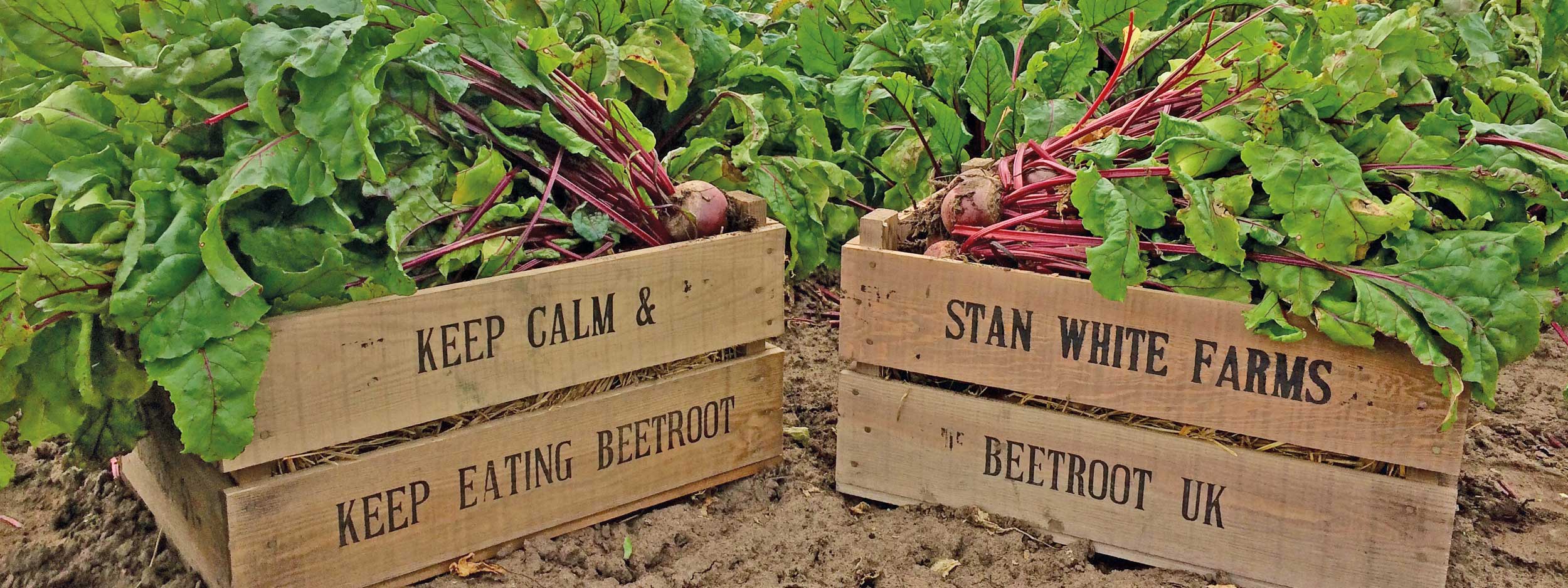 one of Britains largest beetroot suppliers in the UK