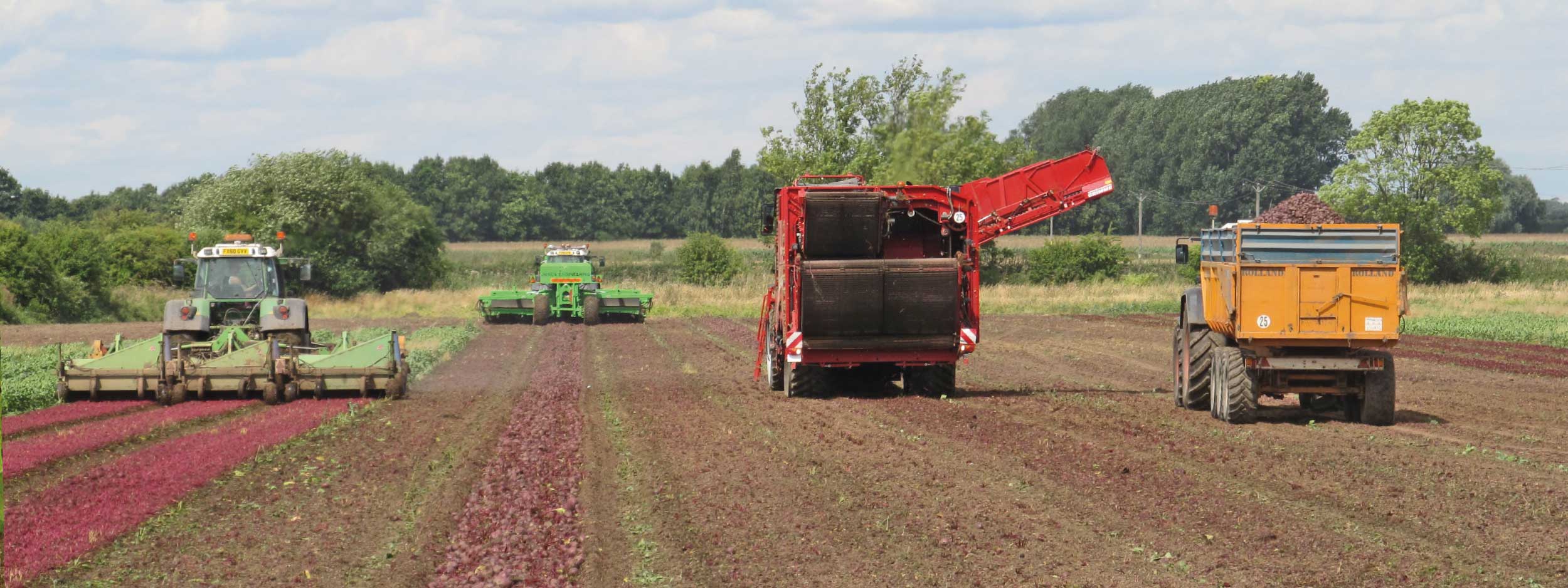 grower and supplier of quality beetroot in Nottinghamshire, England, UK